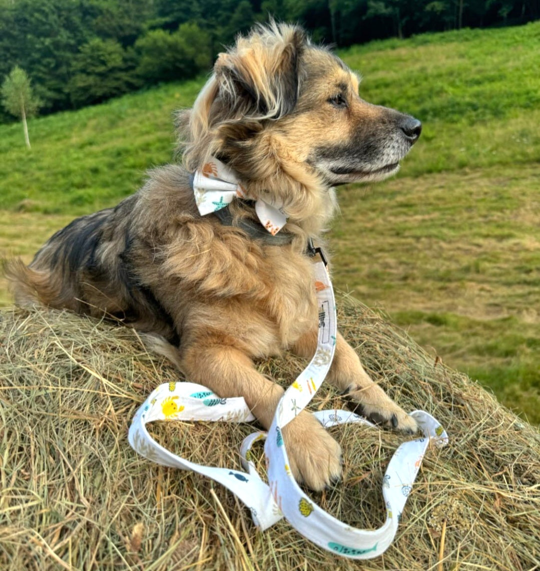 Bow tie SUMMER