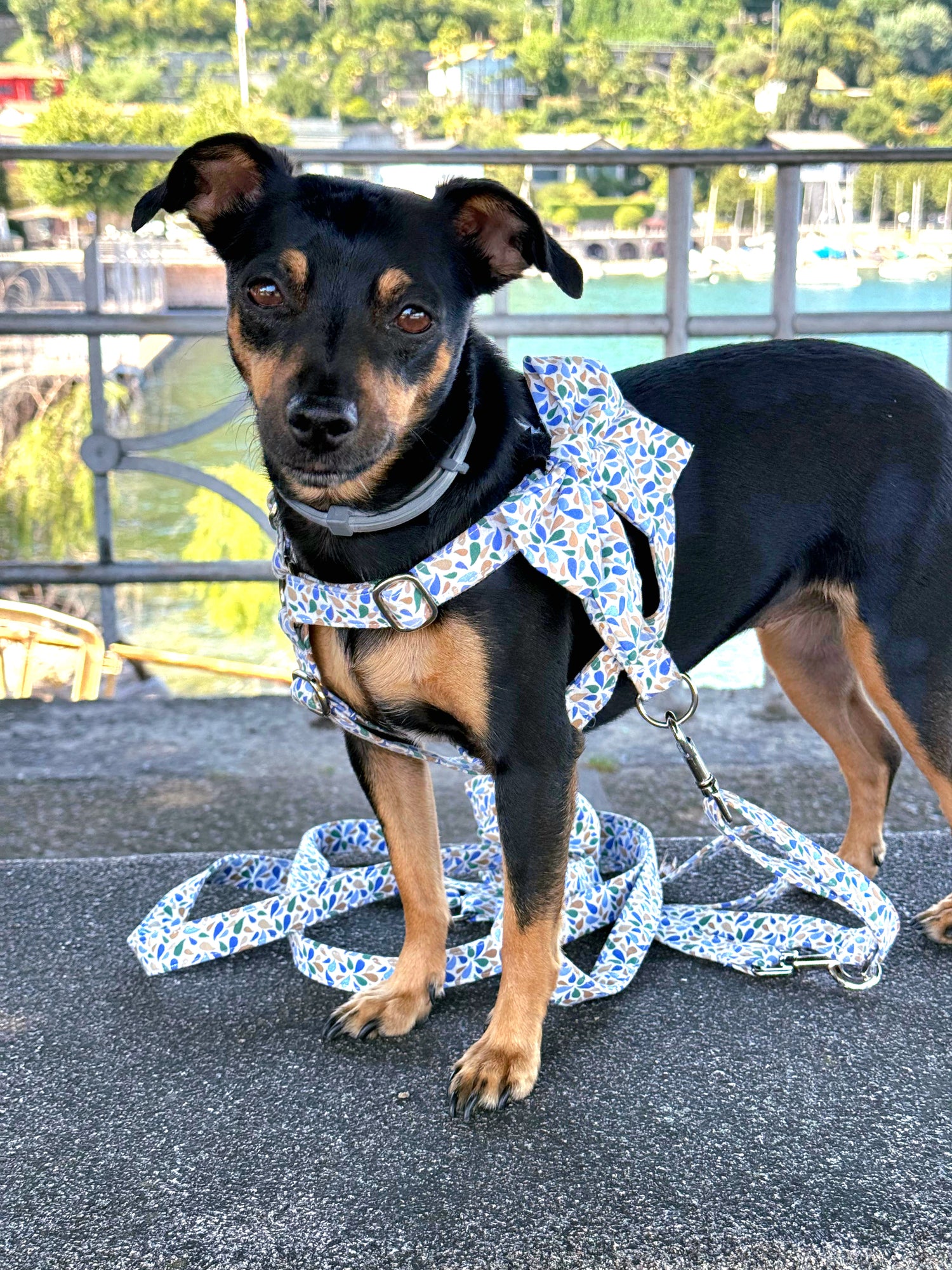 PETALO
