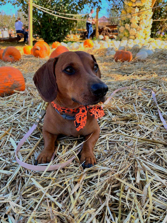 HALLOWEEN bow