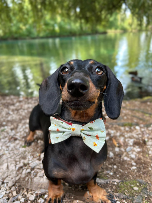 AUTUMN bow tie