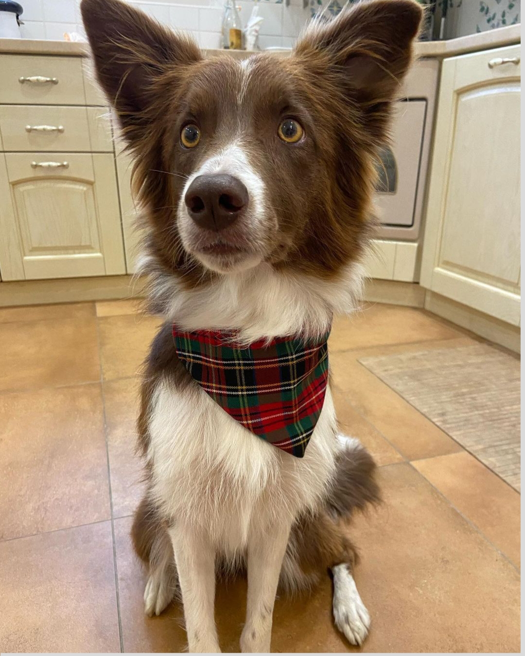 Bandana TARTAN