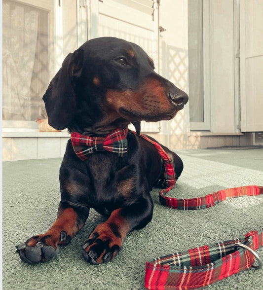 Guinzaglio TARTAN