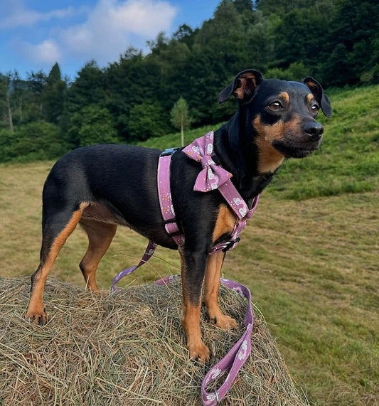 Bow tie DREAMS