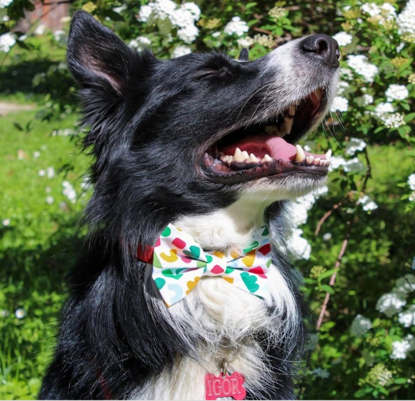 Papillon COLORFUL
