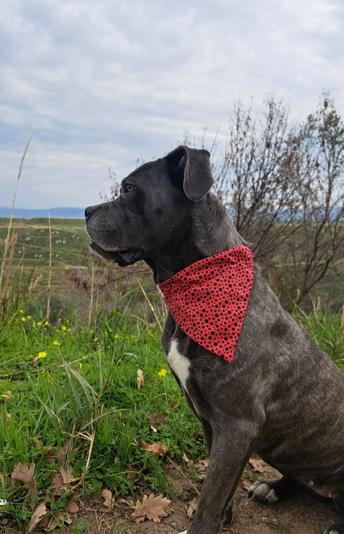 Bandana COCCINELLA