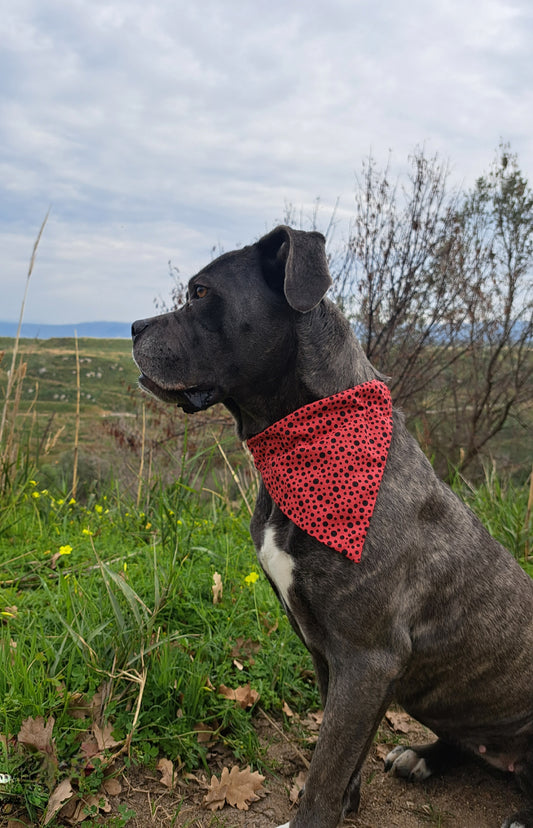 Bandana COCCINELLA