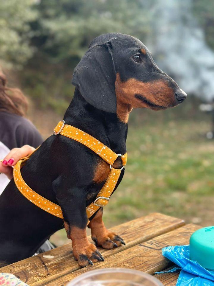 Pettorina POIS